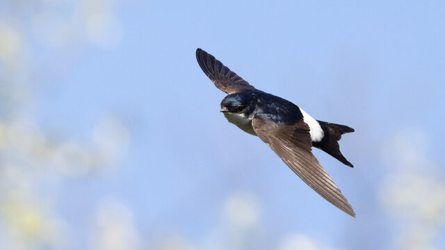 Common house martin (delichon urbicum) flying over blue sky with clouds
