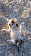 A kitty playing on the beach
