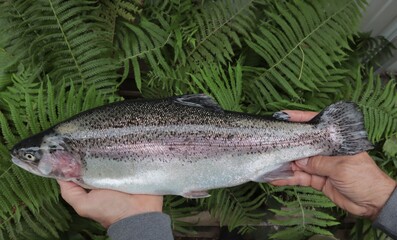 Trout in men's hands on the background of green grass.	