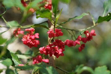 Obraz premium rote Beeren