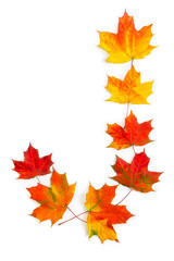Letter J of colorful autumnal maple leaves on white background. Top view, flat lay
