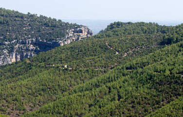 Fototapeta na wymiar New planted red pine (Pinus bruita) forest on the Taurus Mountains chain in Adana, Turkey