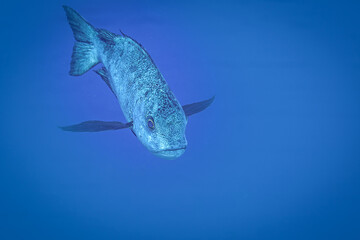 Fish of the Red sea. Black and white snapper