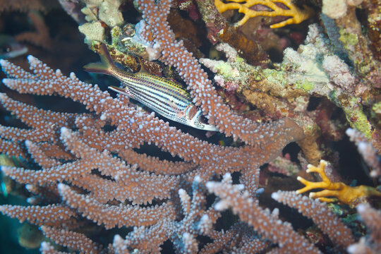 Fish of the Red sea. Neoniphon sammara