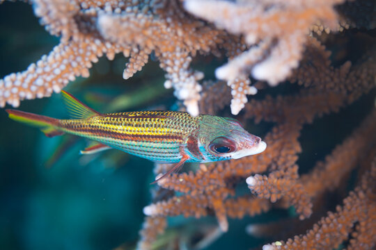 Fish of the Red sea. Neoniphon sammara