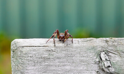 Spider wolf close-up. Dangerous spider insect is sitting on a tree. Spider macrophotography. Predator on the hunt. Spider from the Araneomorph family.