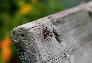 Wolf spider close-up. Dangerous spider insect is sitting on a tree. Spider macrophotography. Predator on the hunt. Spider from the Araneomorph family.