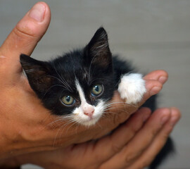 small black and white kitten