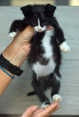 Fototapeta na wymiar small black and white kitten