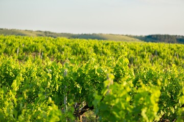 Summer beautiful grape field