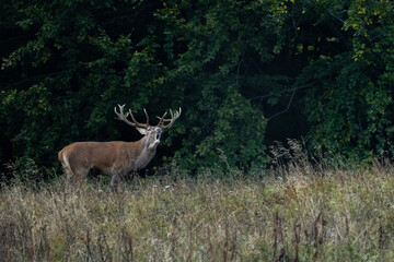 The Red Deer (Cervus elaphus) stag during the rutting season. The Bieszczady Mts, carpathians, Poland.