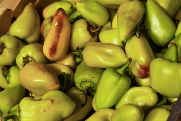 Lots of green bell peppers in the store. Vitamins and health from nature. Close-up.