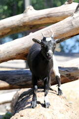 Fototapeta premium Happy black goat looking towards the camera.