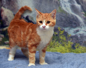 cute red with white young cat