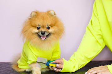 In the hands of a woman, a brush for combing dogs on a pink background. The dog and the owner have...