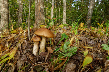 Boletus mushrooms in the forest, beautiful forest autumn landscape