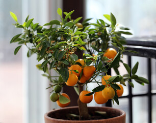 Closeup of a small indoor tangerine tree with a lot of orange tangerines hanging from its branches.