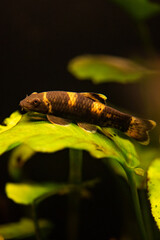 Prachtalgenfresser (Garra flavatra)