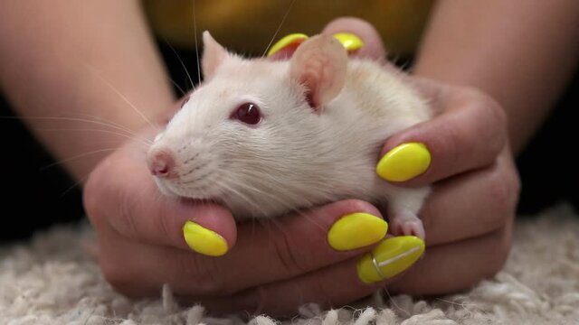 A white rat with red eyes sits in female hands. Domestic decorative albino rat very close-up.