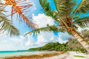 Coconut palm tree by the sea in Pointe de la Saline beach