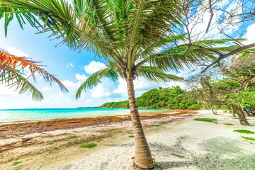 Palm tree in La Saline beach in Guadeloupe