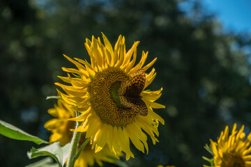 Great spangled fritillary butterfly on a sunflower