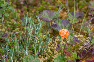 Cloudberry grows in a swamp. Karelia. Russia