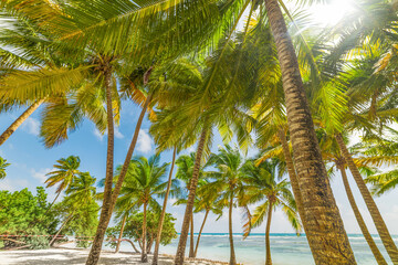 Coconut palm trees in Bois Jolan beach in Guadeloupe island