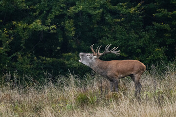 The Red Deer (Cervus elaphus) stag during the rutting season. The Bieszczady Mts, carpathians, Poland.