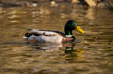 Erpel auf dem Wasser