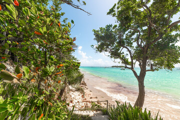 Green plants by the sea in La Datcha beach