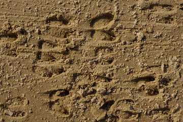 Roe deer footprints in the sand, wildlife background