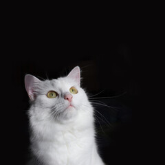 Obraz premium White fluffy cat Turkish Angora on a black background. The hungry cat looks up.