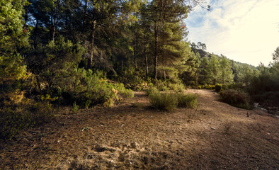 bank of a river