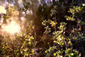 plant with nice light