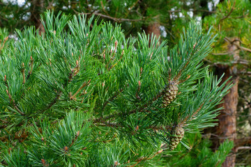 Beautiful green pine branches with cones, beautiful nature background for relaxation and rest