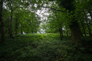 summer in the forest