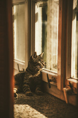 zastanawiamy się jak to jest być zamkniętym w jakiejś klatce.  przeżywamy to od marca '20r. Każdy dzień zapowiadał nam coś nowego- nieznanego. On nie wiedział, gdyż jest przyzwyczajony żyć na zewnątrz © Monika