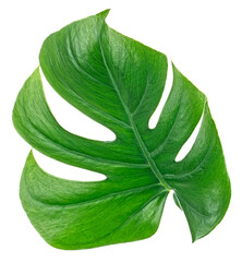 Green monstera tropical leaf isolated on a white background. Tropical palm philodendron leaf. © domnitsky