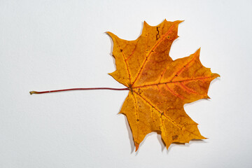 Red, gold, yellow maple leaf, on a white background. A beautiful autumn leaf, with red veins and a golden halo around them.