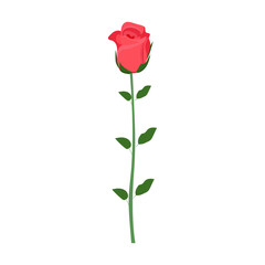 Naklejka premium Red rose on a leg on a white background for use in clipart