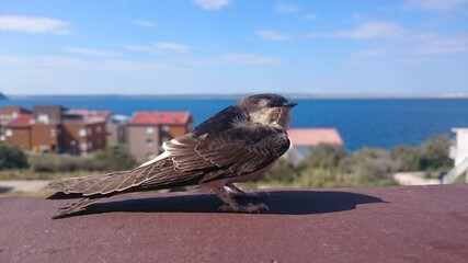 Photogenic bird