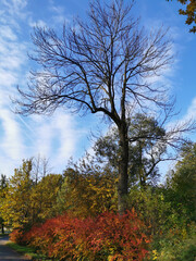 A dry tree with empty branches against a background of blue sky, bushes and trees in autumn leaves.