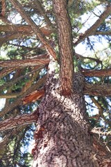 Pine Tree Seen from Below