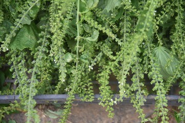 Harvesting perilla seeds. The harvest season is from September to October, and it is fragrant and contains nutritional values such as calcium, vitamin A and iron.