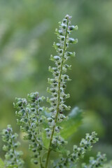 Harvesting perilla seeds. The harvest season is from September to October, and it is fragrant and contains nutritional values such as calcium, vitamin A and iron.