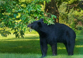 Fototapeta premium Black bear eating chestnuts still growing on a tree in fall to fatten up for winter 