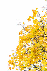 Bright yellow autumn leaves on a white sky background, with dark branches