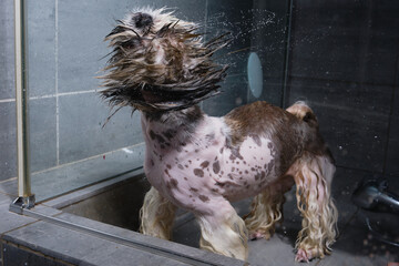 The dog shakes off the water in the shower. Pet groomer washing Shitzu or Shih tzu dog  from the...