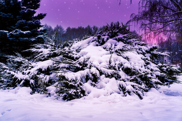 Winter night landscape with dark snowy trees Park scene. Night shot.